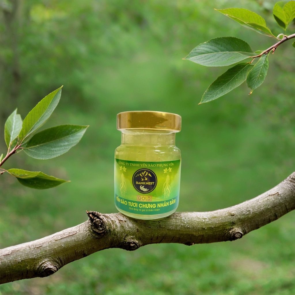 Yến sào tươi chưng nhân sâm Gold